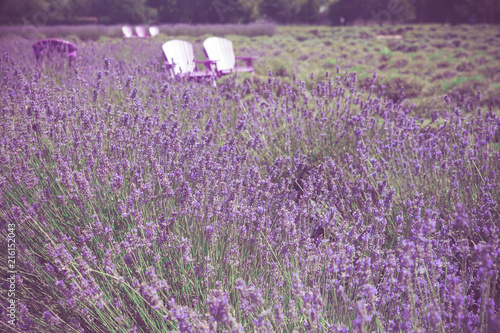 Fototapeta Naklejka Na Ścianę i Meble -  Beautiful lavender field with adirondack chairs, Long Island New York