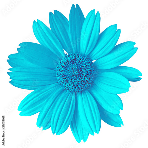 cyan flower isolated on white background. Flower bud close up. Element of design.