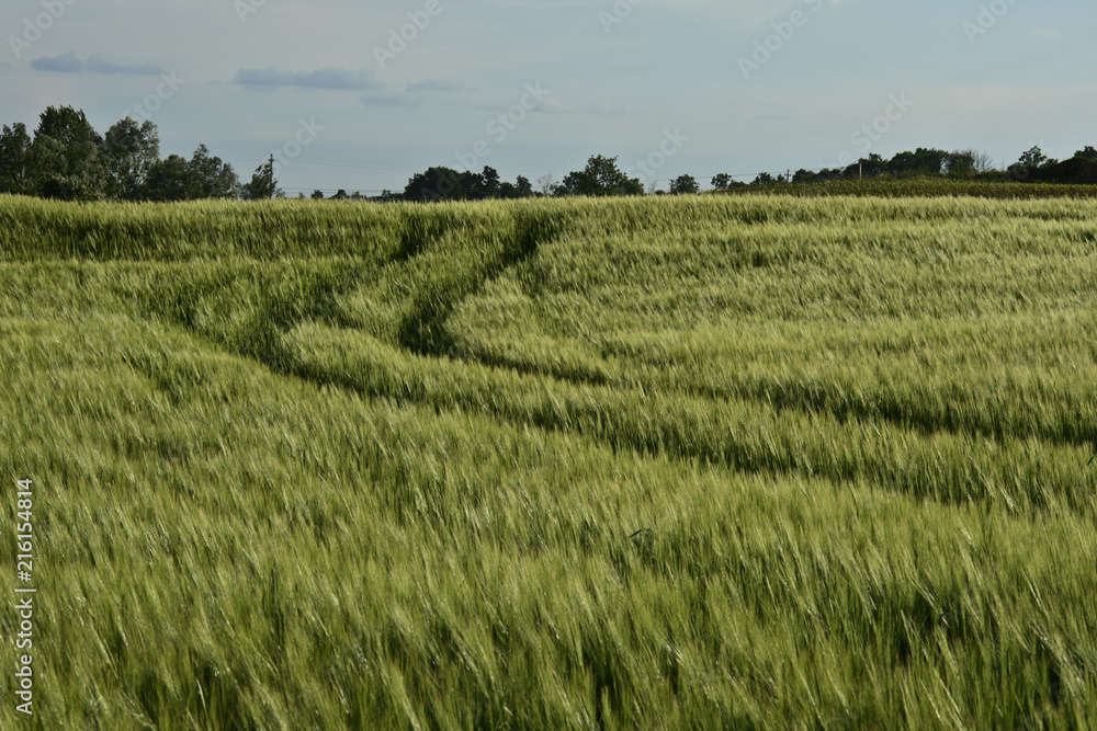 pola zbóż