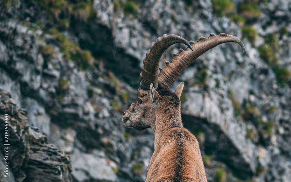 alpine capricorn Steinbock Capra ibex standing on a rock looking away close up, brienzer rothorn switzerland alps