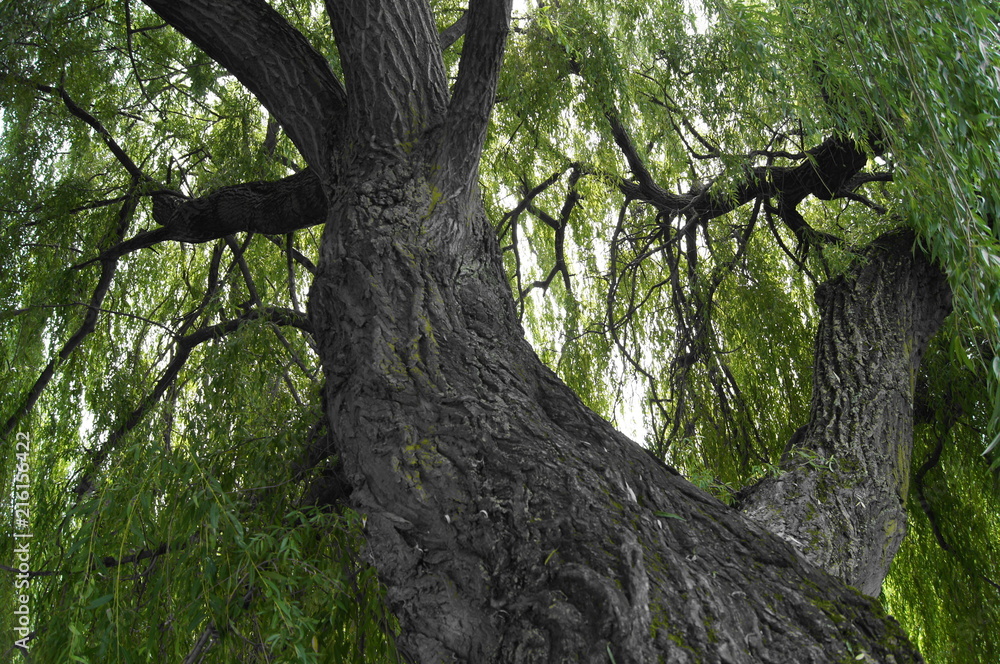 Fototapeta premium black and green nature