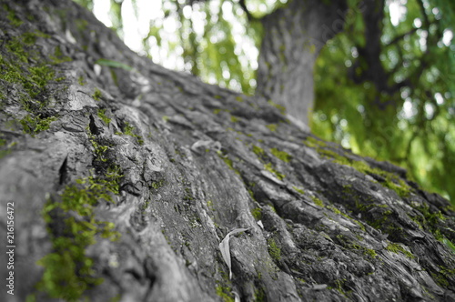 Black and green tree