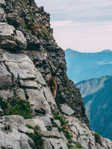 alpine capricorn Steinbock Capra ibex looking the mountain scenery on a steep rock, brienzer rothorn switzerland alps