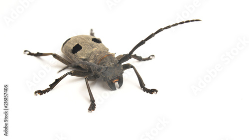 morimus funereus beetle © Ionescu Bogdan