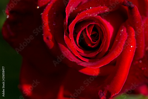 Fototapeta Naklejka Na Ścianę i Meble -  Red rose closeup with water drop.
