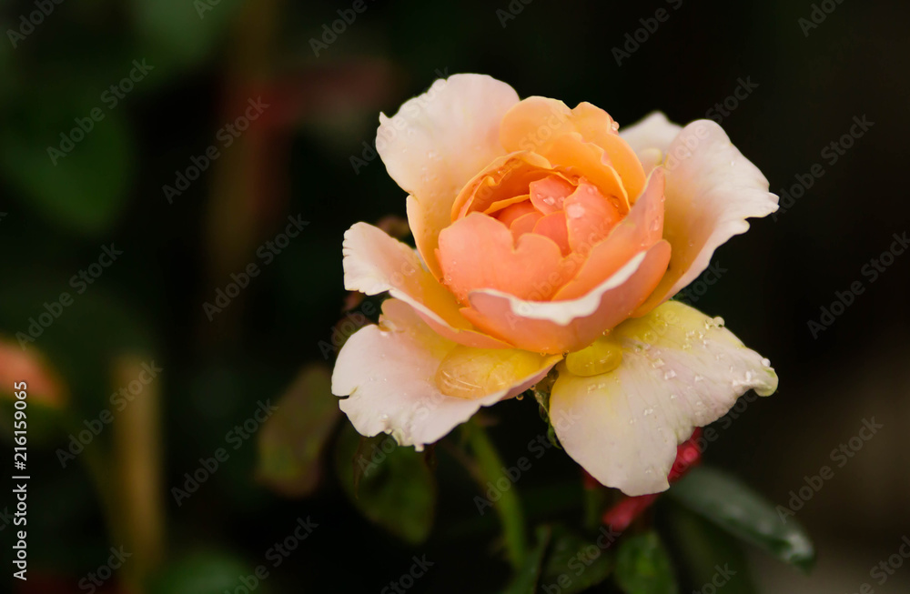 beautiful rose in the garden beautiful rose in the garden