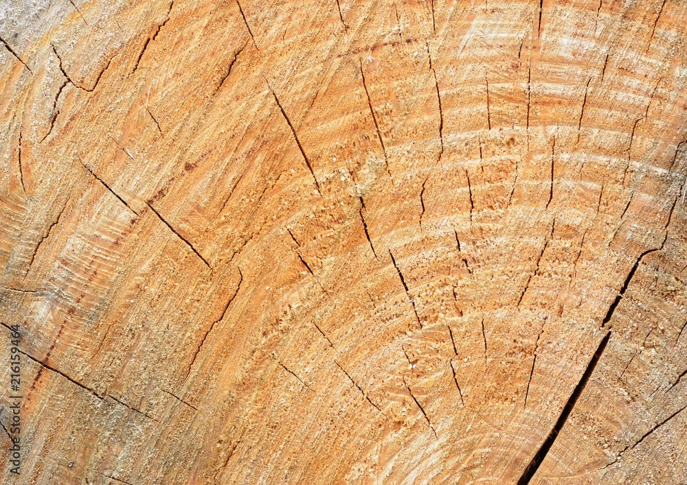 Naklejka premium Cross-cut logs, wood texture, life rings, background for presentations, wallpaper