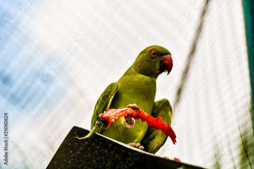 The rose-ringed parakeet (Psittacula krameri), also known as the ring-necked parakeet, is a medium-sized parrot in the genus Psittacula of the family Psittacidae and has a very wide range.