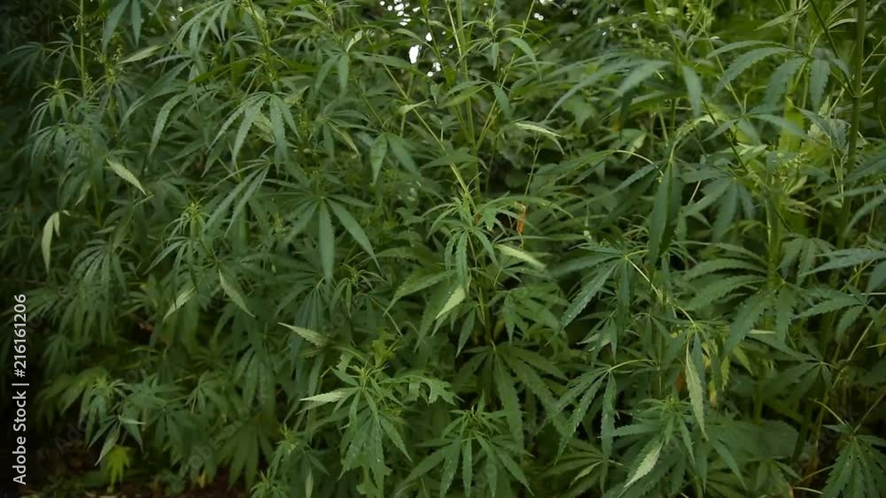 wild bushes of young hemp waving by the wind wild bushes of young hemp waving by the wind