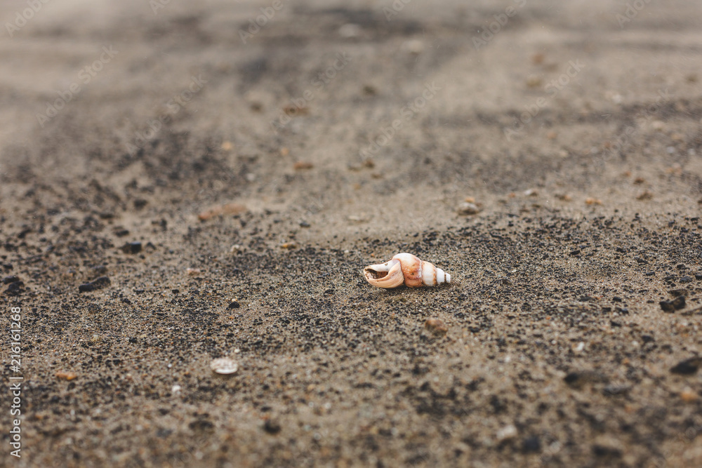 Image of little brown Sea shell on the sand beach background Image of little brown Sea shell on the sand beach background