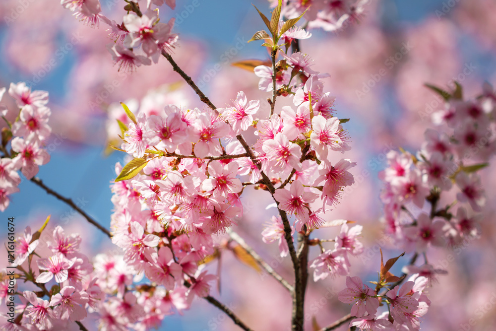 Wild Himalayan Cherry Blossoms in spring season (Prunus cerasoides), Sakura in Thailand, selective focus, Phu Lom Lo, Loei, Thailand. Wild Himalayan Cherry Blossoms in spring season (Prunus cerasoides), Sakura in Thailand, selective focus, Phu Lom Lo, Loei, Thailand.