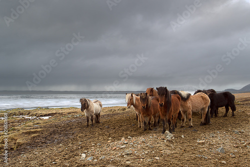 Fototapeta Naklejka Na Ścianę i Meble -  Iceland horses - 02