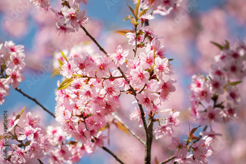 Wild Himalayan Cherry Blossoms in spring season (Prunus cerasoides), Sakura in Thailand, selective focus, Phu Lom Lo, Loei, Thailand.