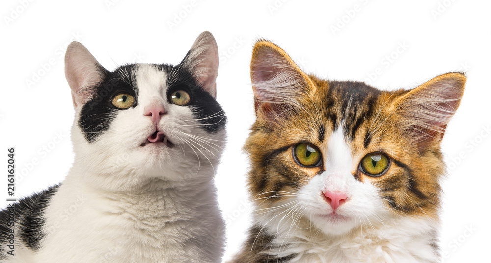 cats close up on white background