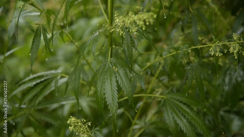 leaves of young and wild hemp swing from the wind in rainy weather leaves of young and wild hemp swing from the wind in rainy weather