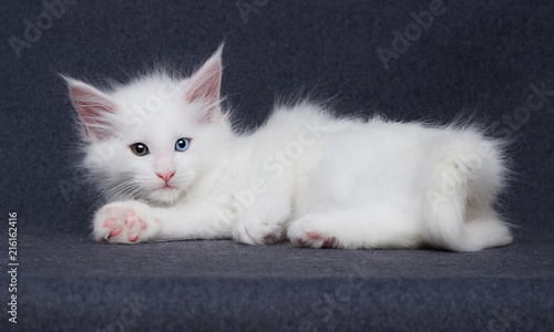 cute white kitten maine coon on a gray background