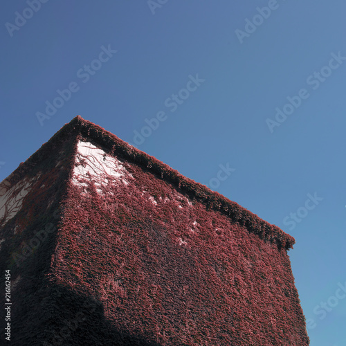 Imagen minimalista edificio cubierto de plantas trepadoras desde abajo. Hay un cielo azul profundo más allá de la escena. photo