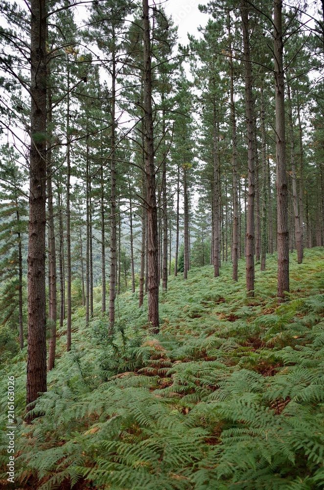 Bosque de pinos y helechos Bosque de pinos y helechos