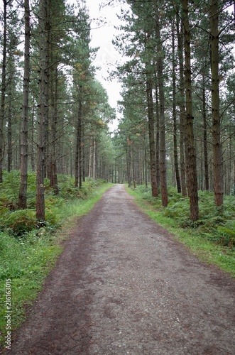 camino en bosque de pinos y helechos