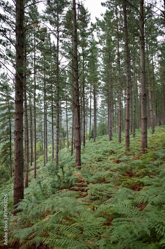 Bosque de pinos y helechos