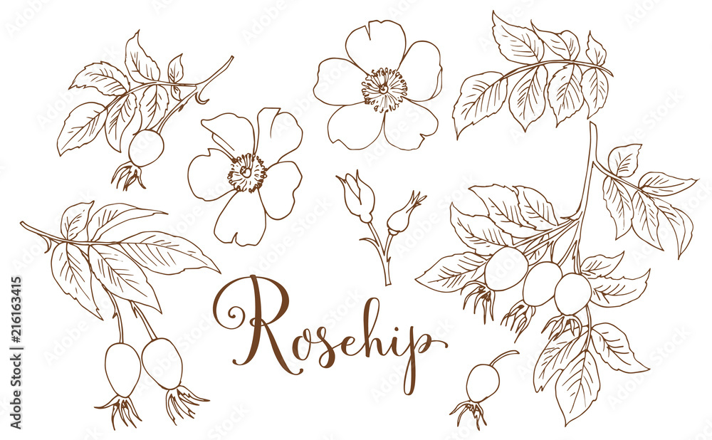 Αυτοκόλλητο Collection of hand drawing rosehip