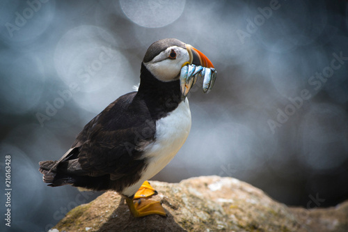 Puffin (Fratercula arctica), with sand eel, Skellig Islands, Portmagee, Kerry, Ireland photo