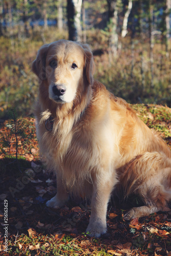 Golden Retriever dog sitting in the sun in the autumn forest