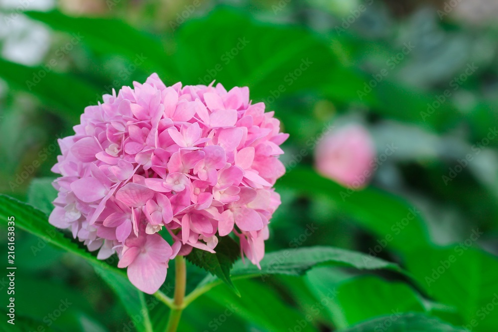 Close up of Pink Hydrangea from garden with copy space Close up of Pink Hydrangea from garden with copy space