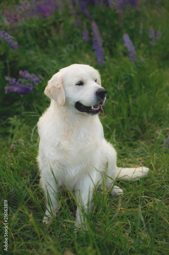 Fototapeta Naklejka Na Ścianę i Meble -  Profile portrait of beautiful golden retriever dog sitting in the green grass and violet flowers