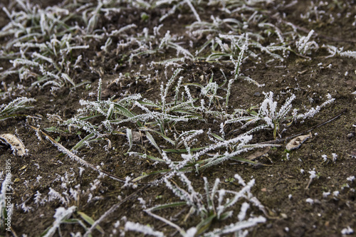 white grass are covered with hoarfrost