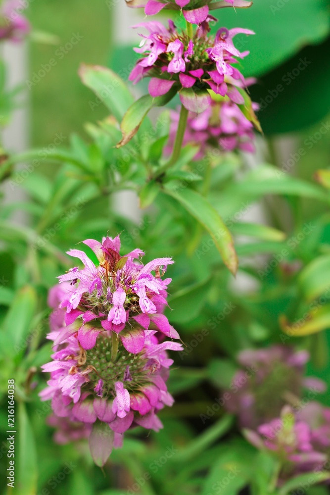 Summer flowers in a garden, selective focus Summer flowers in a garden, selective focus