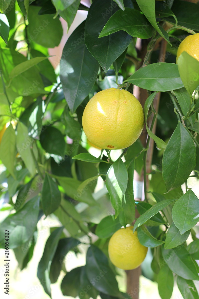 Reife Zitronen auf einem Zitronenbaum