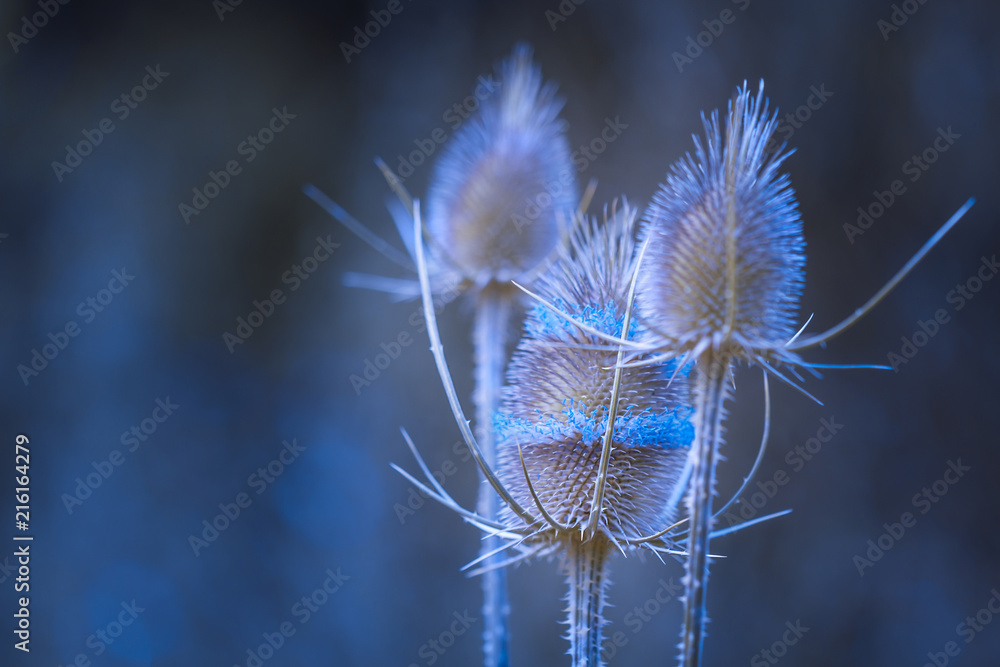 Blaue Blumen - Disteln (Karden) im Licht mit blauem Hintergrund