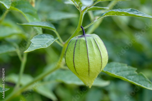 Green tomatillo on the vine close up