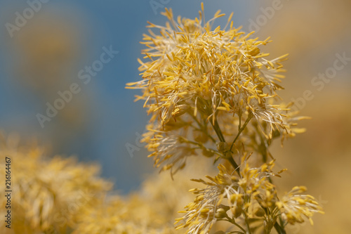 Gelbe Blumen - Makro einer Bl  te der Gelbe Wiesenraute   Thalictrum flavum  Tukker Princess   