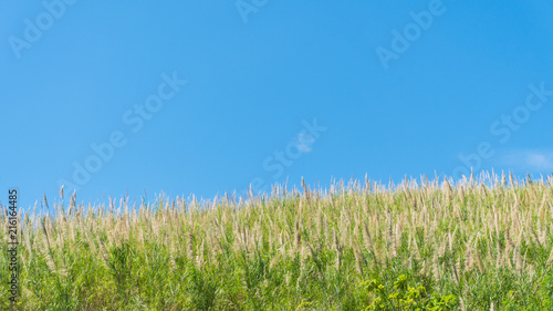 Grass flower field and blue sky in the morning