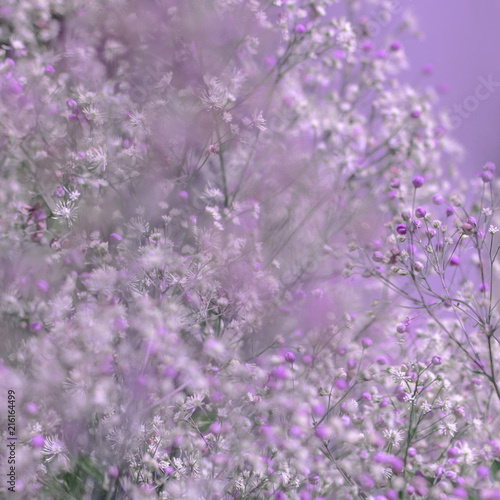 Rosa Blumen - Makro der Prächtigen Wiesenraute (Thalictrum rochebrunianum 'Elin' )