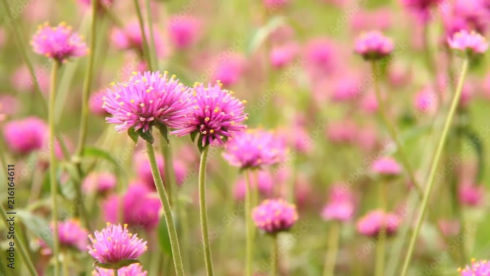 pink flowers in the field, chiangmai Thailand pink flowers in the field, chiangmai Thailand
