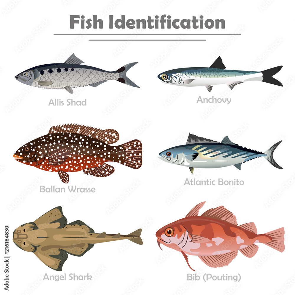 Fish icon set vector realistic illustration