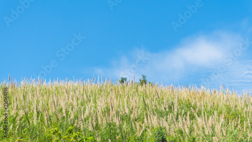 Grass flower field and blue sky in the morning