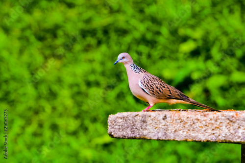 The zebra dove (Geopelia striata) also known as barred ground dove, is a bird of the dove family, Columbidae, native to Southeast Asia. They are small birds with a long tail.