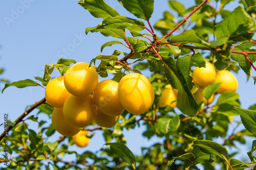 Obraz na płótnie Mirabelle plum on the tree in orchard w salonie