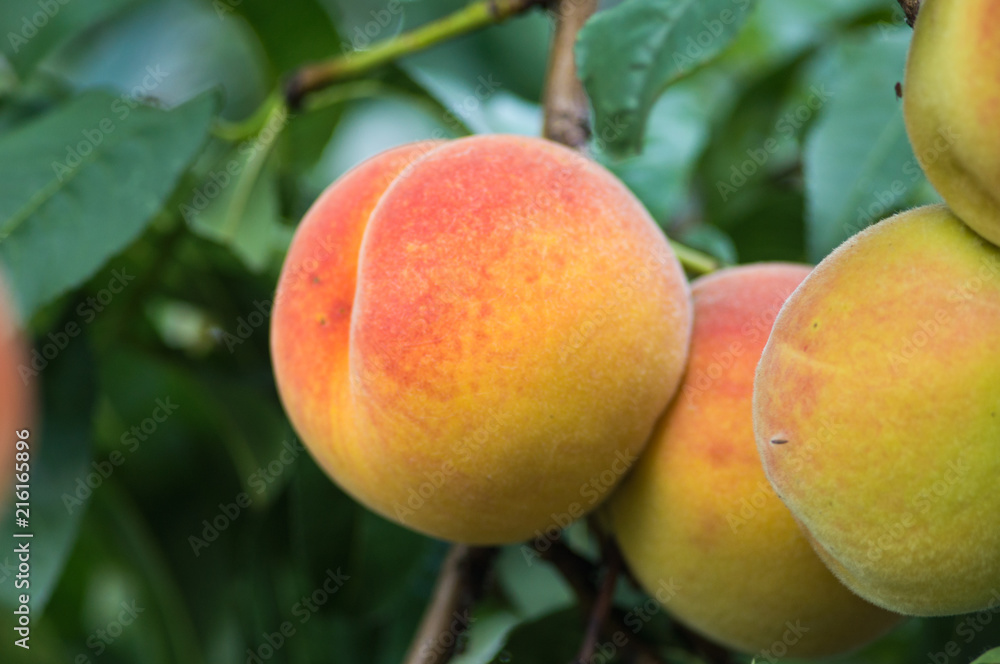 Fresh peaches growing on a tree summer time Fresh peaches growing on a tree summer time