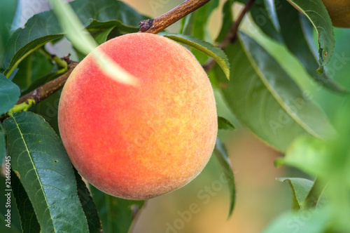 Fresh peaches growing on a tree summer time