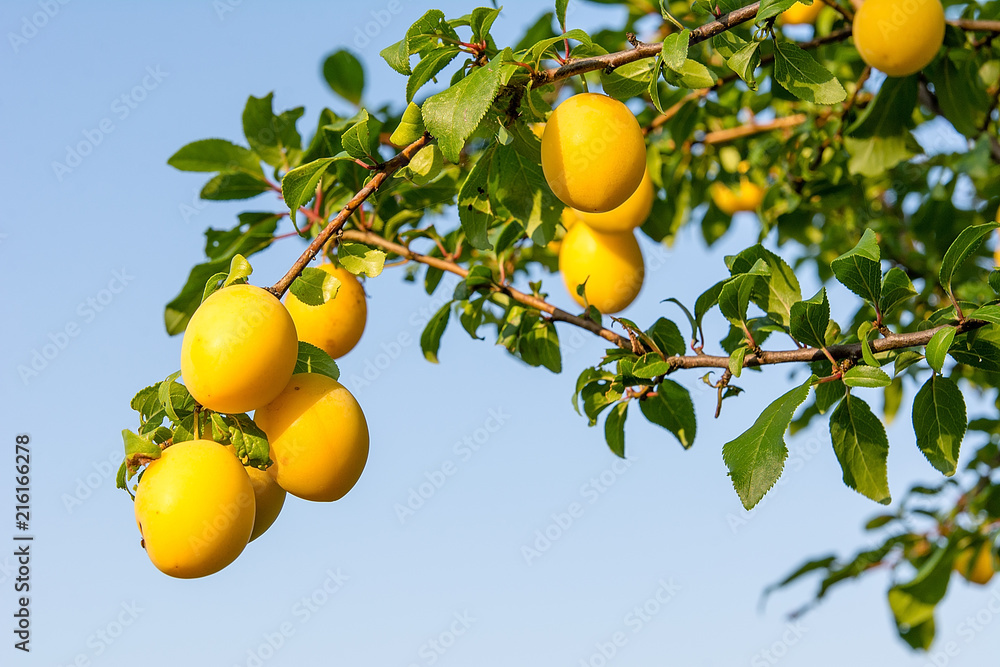 Mirabelle plum on the tree in orchard