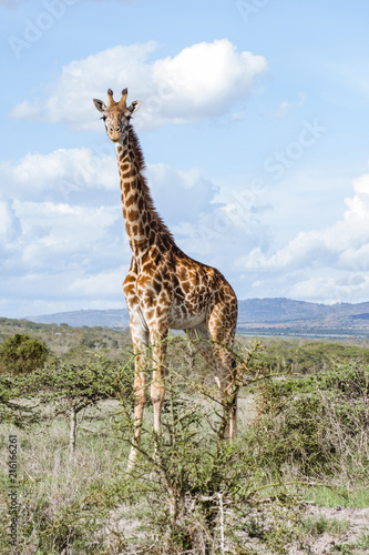 Lonely Giraffe in nature © Yehuda