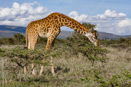 Lonely Giraffe in nature