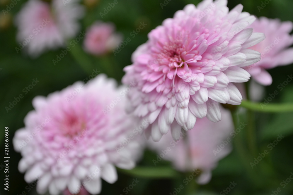 detalles rosa detalles rosa