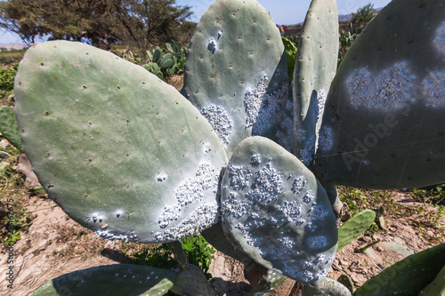 Cactus plantation to raise the cochineal