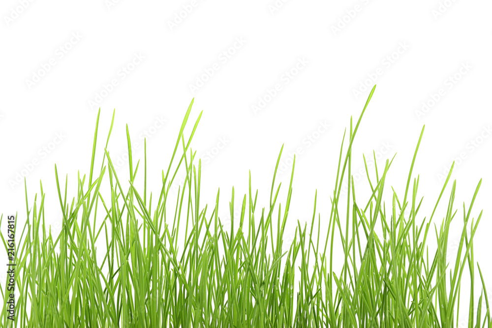 Sprouted wheat grass on white background Sprouted wheat grass on white background